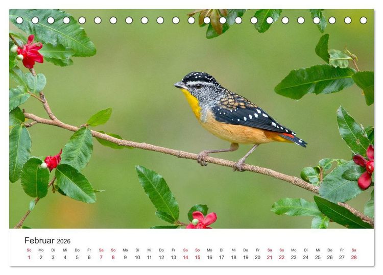 Produktbild: Singv&ouml;gel aus Australien (Tischkalender 2026 DIN A5 quer), CALVENDO Monatskalender
