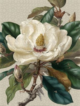 Produktbild: CALVENDO Puzzle Magnolienbl&uuml;ten, Symbol f&uuml;r Reinheit und Erneuerung | 1000 Teile Lege-Gr&ouml;&szlig;e 64x48cm Foto-Puzzle f&uuml;r gl&uuml;ckliche Stunden