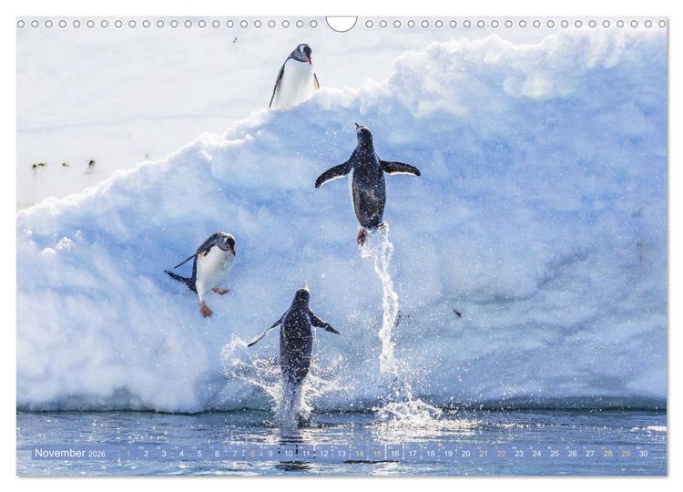 Produktbild: Pinguine: Gehupft wie gesprungen (Wandkalender 2026 DIN A3 quer), CALVENDO Monatskalender