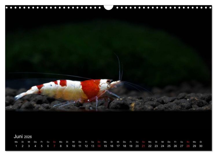 Produktbild: Zwerggarnelen - gepanzerte Juwelen im Aquarium (Wandkalender 2026 DIN A3 quer), CALVENDO Monatskalender