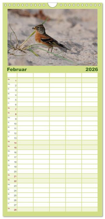 Produktbild: Familienplaner 2026 - Wilde Vogelwelt Helgoland mit 5 Spalten (Wandkalender, 21 x 45 cm) CALVENDO