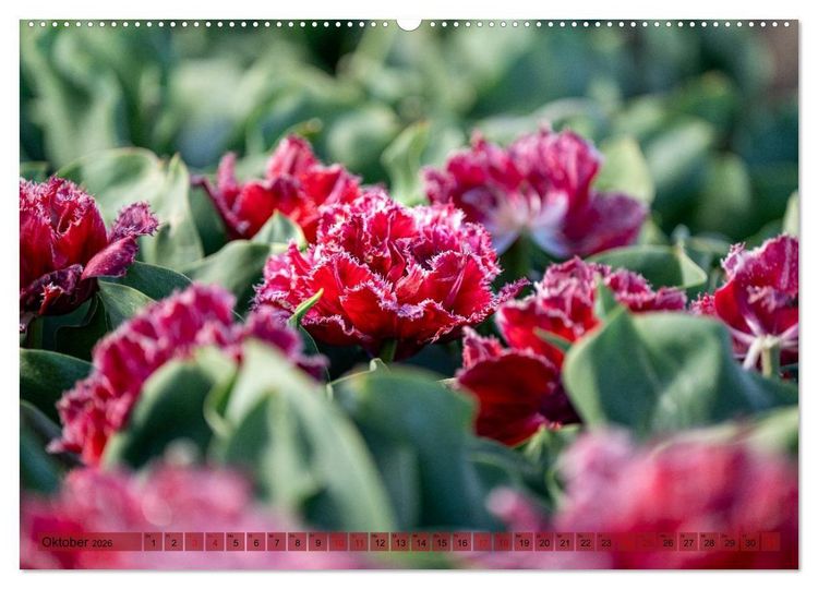 Produktbild: Tulpen - Hollands Stolz (Wandkalender 2026 DIN A2 quer), CALVENDO Monatskalender