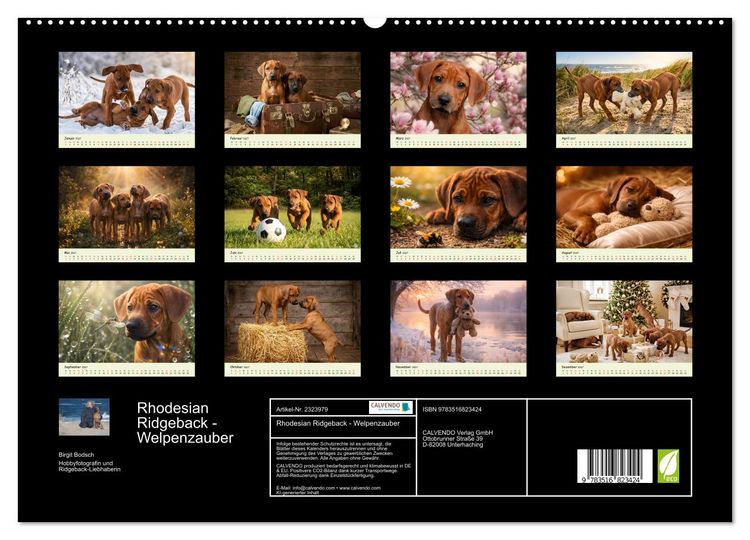 Produktbild: Rhodesian Ridgeback - Welpenzauber (hochwertiger Premium Wandkalender 2027 DIN A2 quer), Kunstdruck in Hochglanz