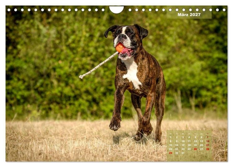 Produktbild: Einmal Boxer - immer Boxer (Wandkalender 2027 DIN A4 quer), CALVENDO Monatskalender