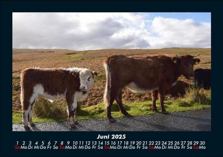 Produktbild: Kuhkalender 2025 Fotokalender DIN A5