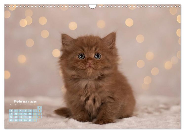 Produktbild: Die Kitten kommen. (Wandkalender 2026 DIN A3 quer), CALVENDO Monatskalender