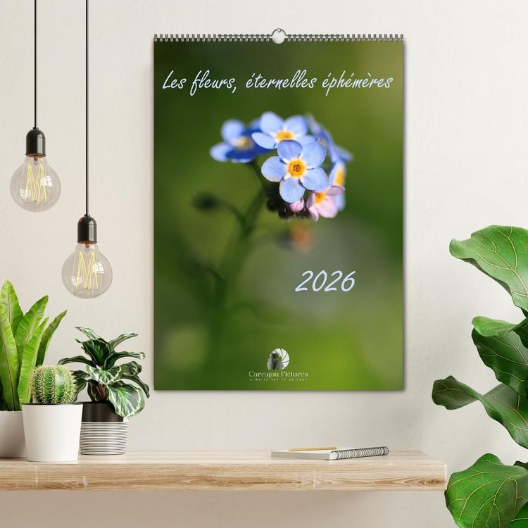 Produktbild: Les fleurs, &eacute;ternelles &eacute;phem&egrave;res (Calendrier mural 2027 DIN A2 horizontal), CALVENDO calendrier mensuel