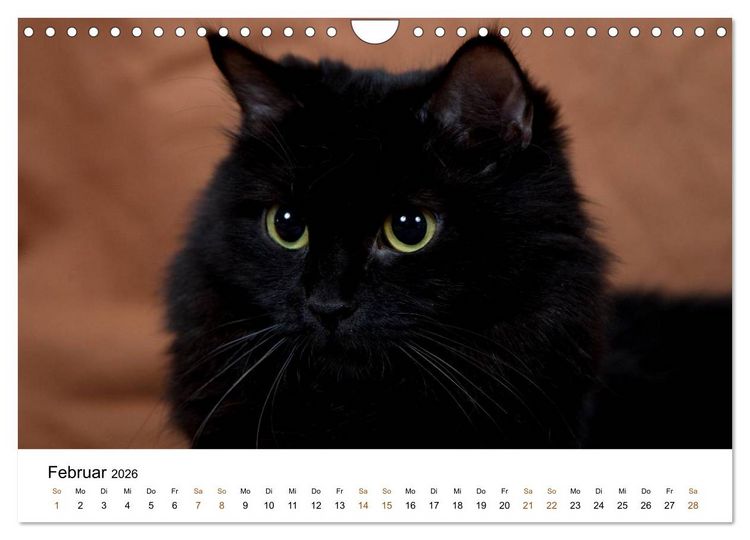 Produktbild: Ragdolls (Wandkalender 2026 DIN A4 quer), CALVENDO Monatskalender