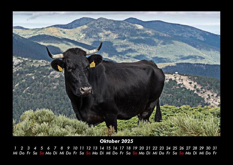 Produktbild: Kuhkalender 2025 Fotokalender DIN A3