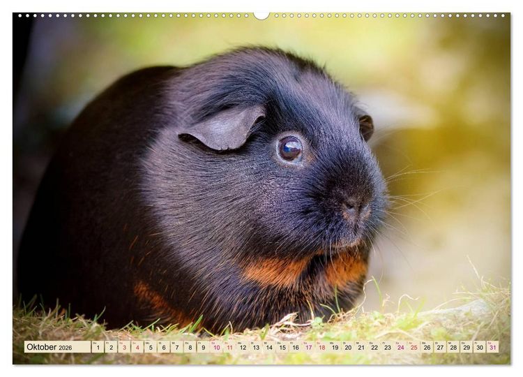 Produktbild: Meerschweinchen - so s&uuml;&szlig; (Wandkalender 2026 DIN A2 quer), CALVENDO Monatskalender