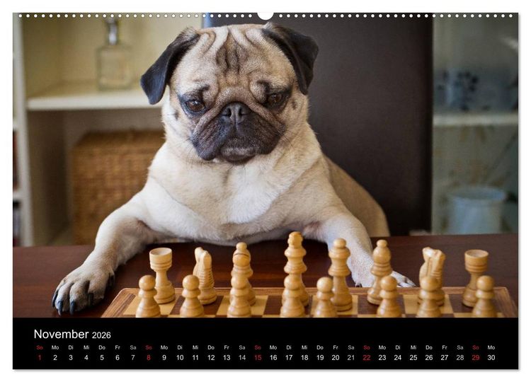 Produktbild: Mops 2026 (Wandkalender 2026 DIN A2 quer), CALVENDO Monatskalender