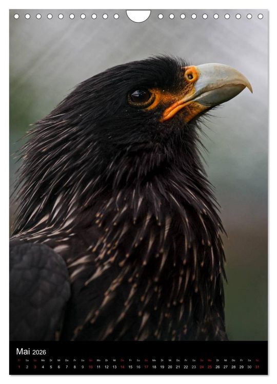 Produktbild: Greifv&ouml;gel im Portrait (Wandkalender 2026 DIN A4 hoch), CALVENDO Monatskalender