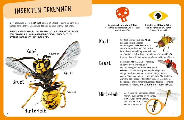 Produktbild: Top Ten die seltsamsten Insekten