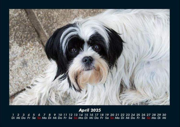 Produktbild: Hunde 2025 Fotokalender DIN A4