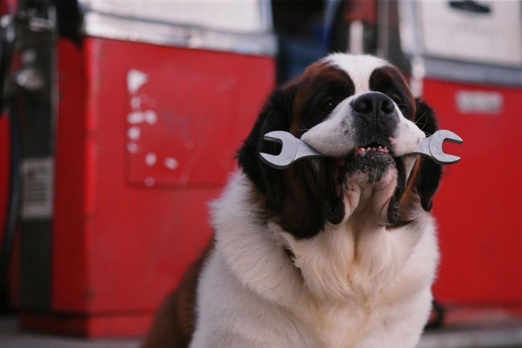 Produktbild: Ein Hund namens Beethoven - Komplettbox [8 DVDs]
