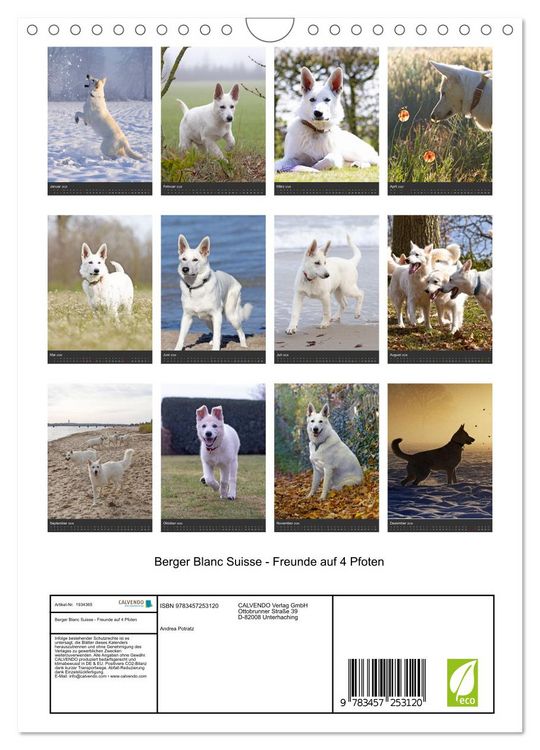 Produktbild: Berger Blanc Suisse - Freunde auf 4 Pfoten (Wandkalender 2026 DIN A4 hoch), CALVENDO Monatskalender