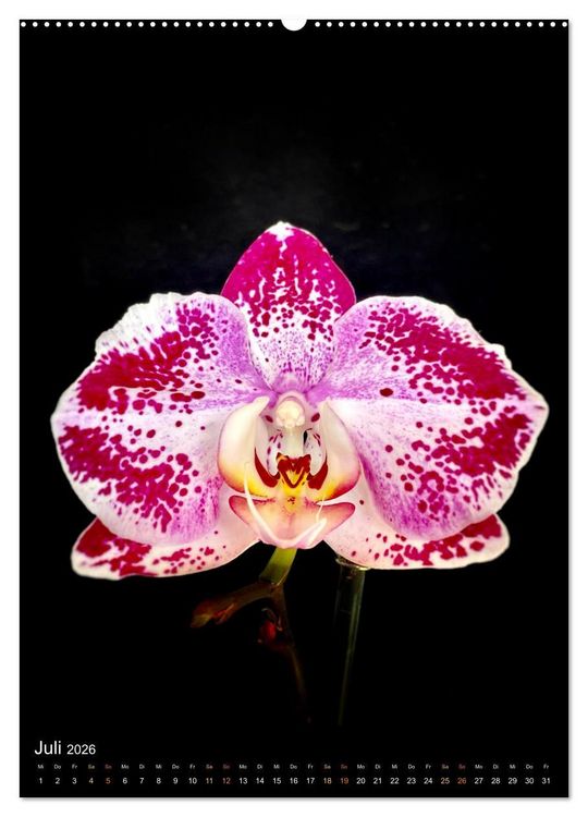 Produktbild: Orchideen - Exoten im Wohnzimmer (hochwertiger Premium Wandkalender 2026 DIN A2 hoch), Kunstdruck in Hochglanz