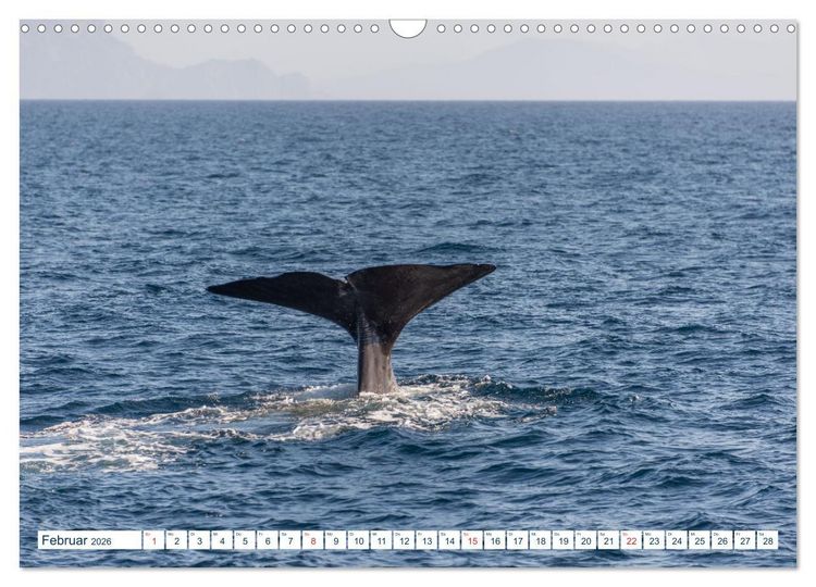 Produktbild: Lofoten Vester&aring;len (Wandkalender 2026 DIN A3 quer), CALVENDO Monatskalender