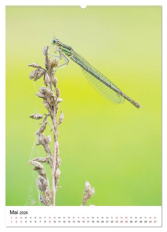 Produktbild: Insekten,Sch&ouml;nheiten der Natur (Wandkalender 2026 DIN A2 hoch), CALVENDO Monatskalender