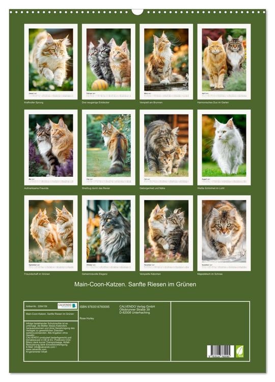 Produktbild: Main-Coon-Katzen. Sanfte Riesen im Gr&uuml;nen (Wandkalender 2027 DIN A2 hoch), CALVENDO Monatskalender
