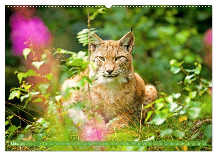 Produktbild: Dem Luchs auf der Spur (hochwertiger Premium Wandkalender 2026 DIN A2 quer), Kunstdruck in Hochglanz