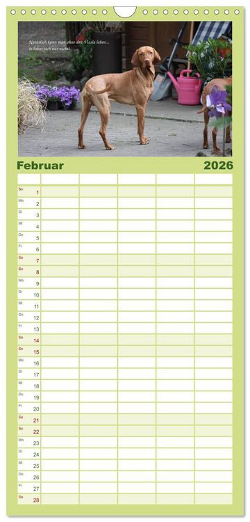 Produktbild: Familienplaner 2026 - Magyar Vizsla - Zauberhafte Kobolde mit 5 Spalten (Wandkalender, 21 x 45 cm) CALVENDO