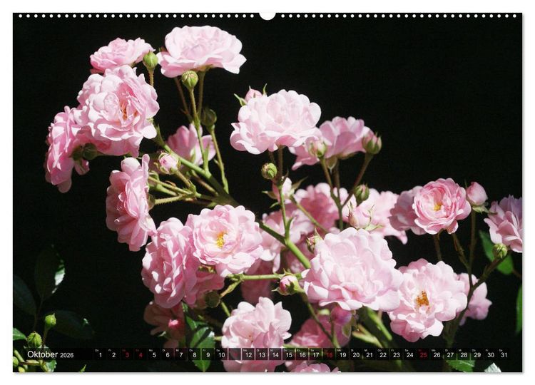 Produktbild: Romantische Rosentr&auml;ume (hochwertiger Premium Wandkalender 2026 DIN A2 quer), Kunstdruck in Hochglanz