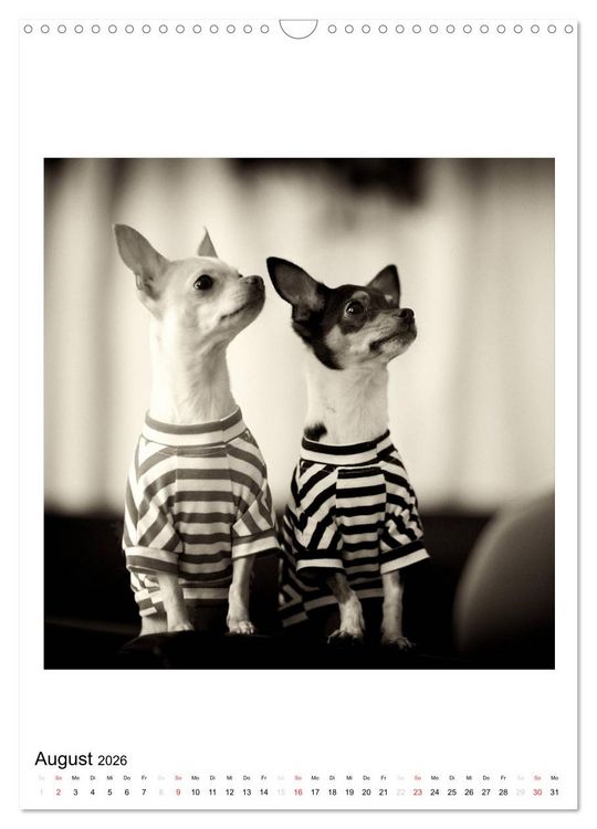 Produktbild: CHIHUAHUA CHIC Photos Marion Koell (Wandkalender 2026 DIN A3 hoch), CALVENDO Monatskalender
