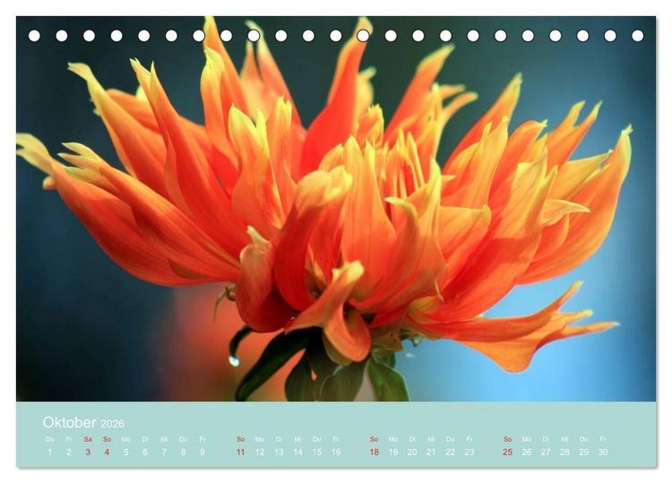 Produktbild: Dahlien (Tischkalender 2026 DIN A5 quer), CALVENDO Monatskalender