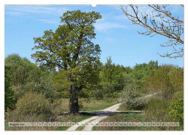 Produktbild: Der Hainich in Th&uuml;ringen - Weltnaturerbe (Wandkalender 2026 DIN A2 quer), CALVENDO Monatskalender