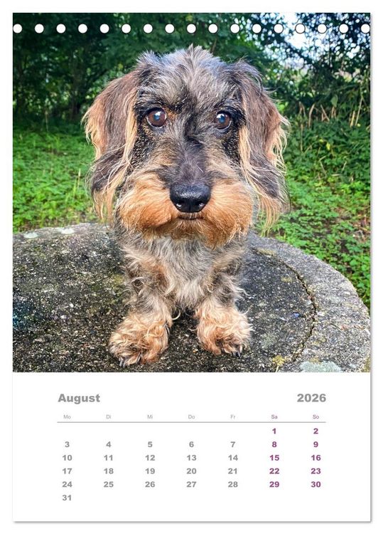 Produktbild: Dackel(augen)blicke (Tischkalender 2026 DIN A5 hoch), CALVENDO Monatskalender