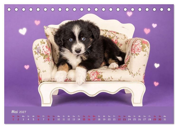 Produktbild: Mini Australian Shepherd, eine ganz besondere Rasse (Tischkalender 2027 DIN A5 quer), CALVENDO Monatskalender