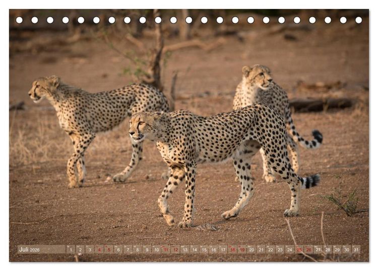 Produktbild: Geparden - Die Sch&ouml;nheiten Afrikas (Tischkalender 2026 DIN A5 quer), CALVENDO Monatskalender