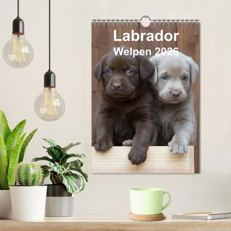 Produktbild: Labrador Welpen (Wandkalender 2026 DIN A4 hoch), CALVENDO Monatskalender
