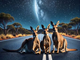Produktbild: CALVENDO Puzzle K&auml;ngurus unter traumhaftem Sternenhimmel der australischen Nacht | 2000 Teile Lege-Gr&ouml;&szlig;e 90x67cm Foto-Puzzle f&uuml;r gl&uuml;ckliche Stunden