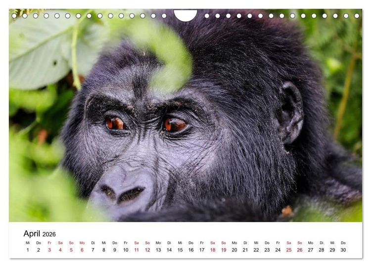 Produktbild: UGANDA - Berggorillas & Chimps (Wandkalender 2026 DIN A4 quer), CALVENDO Monatskalender