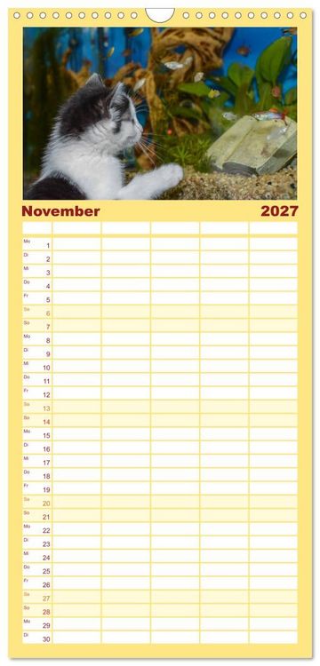 Produktbild: Familienplaner 2027 - Die Launen der Katzen 2027 mit 5 Spalten (Wandkalender, 21 x 45 cm) CALVENDO
