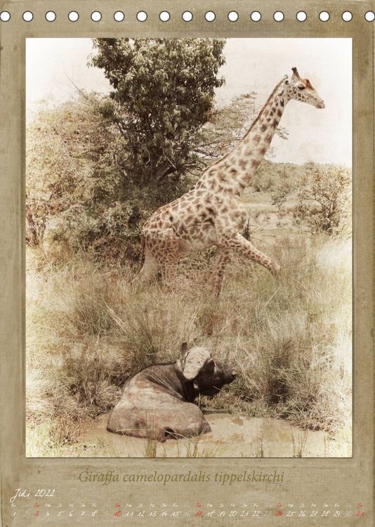 Produktbild: Schmidbauer, H: Haia Safari nostalgische Impressionen (Tisch