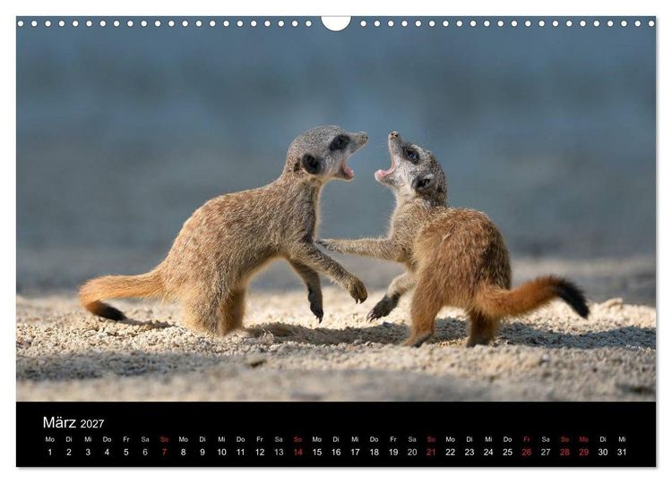 Produktbild: Lustige Erdm&auml;nnchen (Wandkalender 2027 DIN A3 quer), CALVENDO Monatskalender