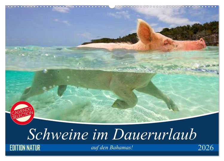 Produktbild: Schweine im Dauerurlaub auf den Bahamas! (Wandkalender 2026 DIN A2 quer), CALVENDO Monatskalender