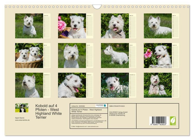 Produktbild: Kobold auf 4 Pfoten - West Highland White Terrier (Wandkalender 2026 DIN A3 quer), CALVENDO Monatskalender
