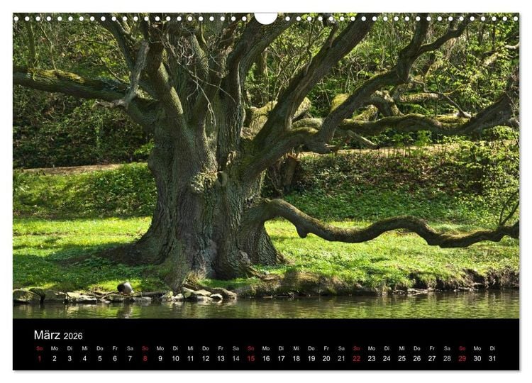 Produktbild: Baum-Variationen (Wandkalender 2026 DIN A3 quer), CALVENDO Monatskalender