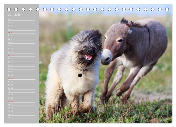 Produktbild: Kleiner Esel. Boldewyn mit seinen Freunden (Tischkalender 2026 DIN A5 quer), CALVENDO Monatskalender