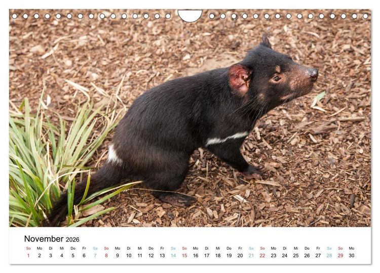 Produktbild: Australiens wunderbare Tiere (Wandkalender 2026 DIN A4 quer), CALVENDO Monatskalender
