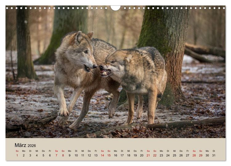 Produktbild: Wolfsrudel (Wandkalender 2026 DIN A3 quer), CALVENDO Monatskalender