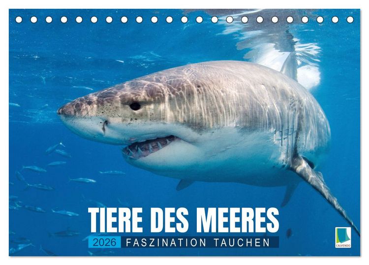 Produktbild: Tiere des Meeres: Faszination Tauchen (Tischkalender 2026 DIN A5 quer), CALVENDO Monatskalender