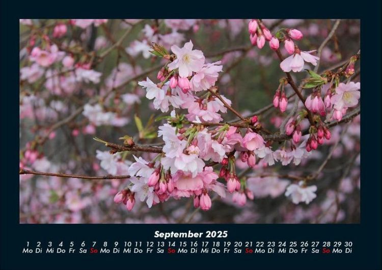 Produktbild: Blumenzauber 2025 Fotokalender DIN A4