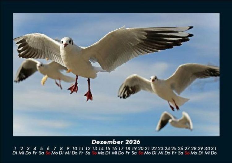 Produktbild: V&ouml;gel 2026 Fotokalender DIN A5