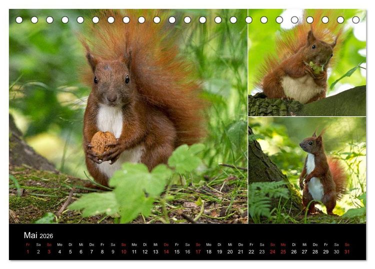 Produktbild: Wilde Eichh&ouml;rnchenwelt! (Tischkalender 2026 DIN A5 quer), CALVENDO Monatskalender