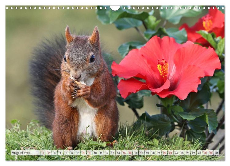 Produktbild: Besondere Augenblicke mit Eichh&ouml;rnchen (Wandkalender 2026 DIN A3 quer), CALVENDO Monatskalender